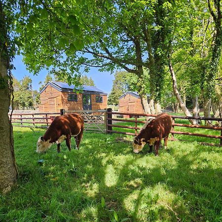 Woodland Shepherds Hut - 'Saga' Caernarfon Dış mekan fotoğraf